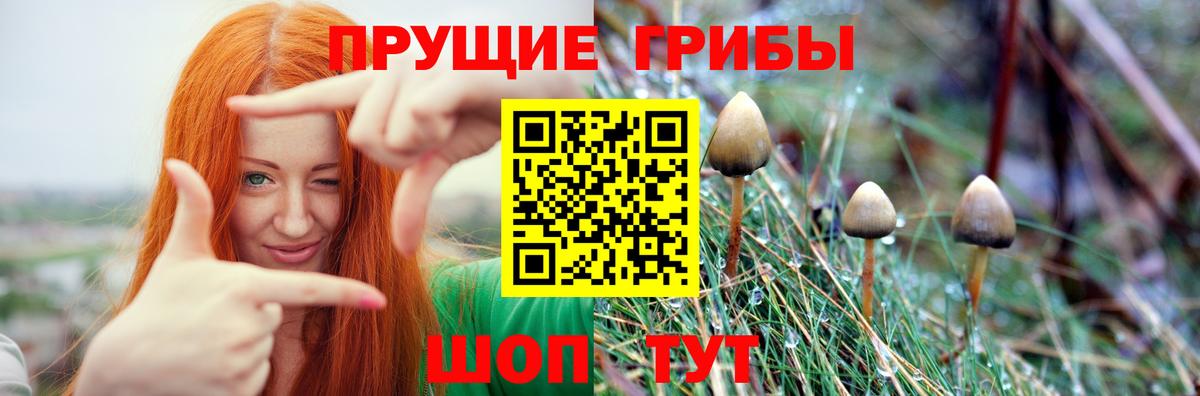 Тольятти  Псилоцибиновые грибы Psilocybine cubensis  Вход с VPN 